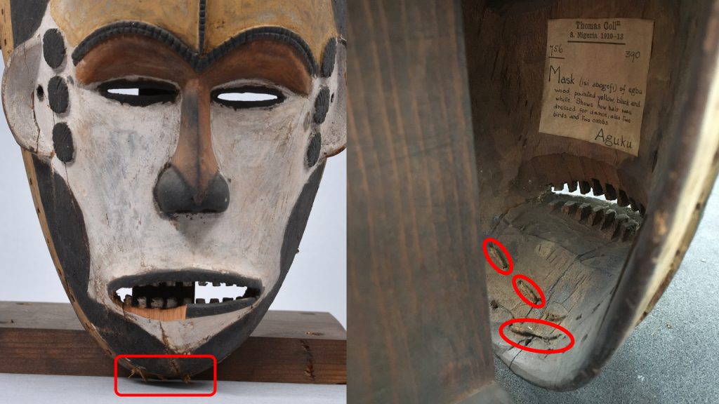 Maiden spirit mask collected by Northcote Thomas in Agukwu Nri, Nigeria. Noting remains of costume attached.