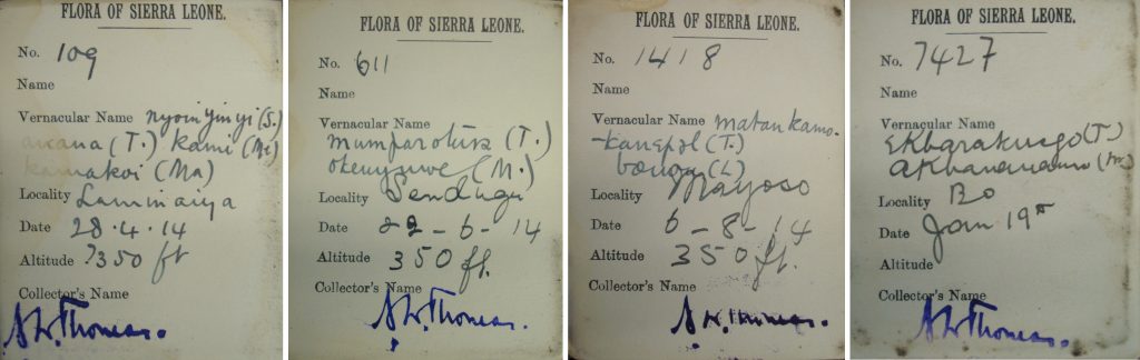 Northcote Thomas Flora of Sierra Leone specimen labels