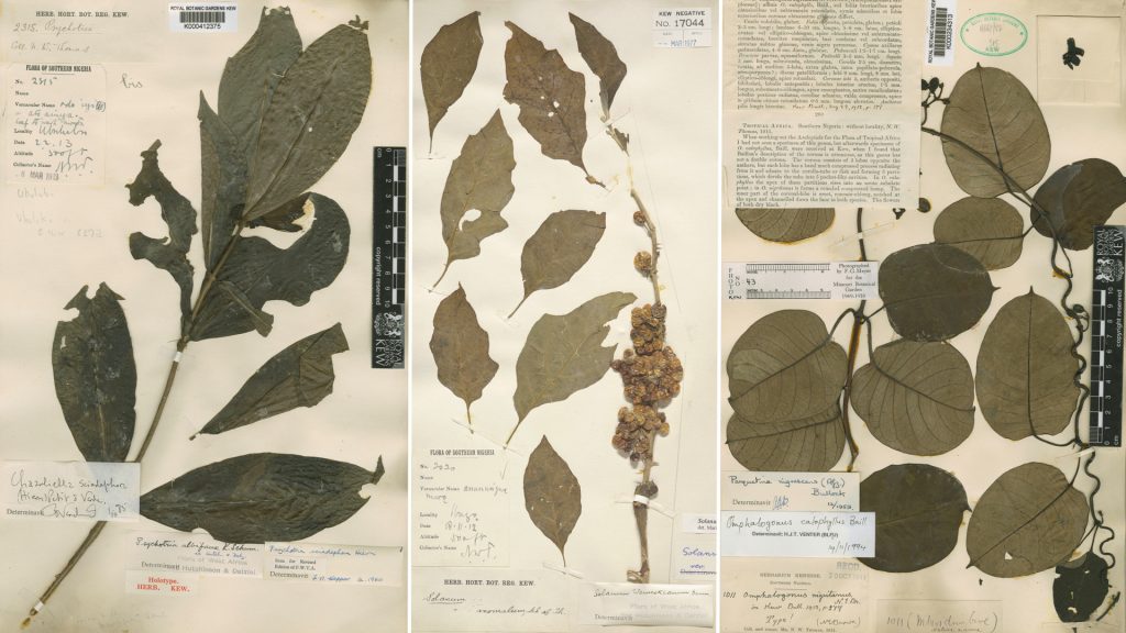 NorthcoteThomas Flora of Southern Nigeria Herbarium Specimens