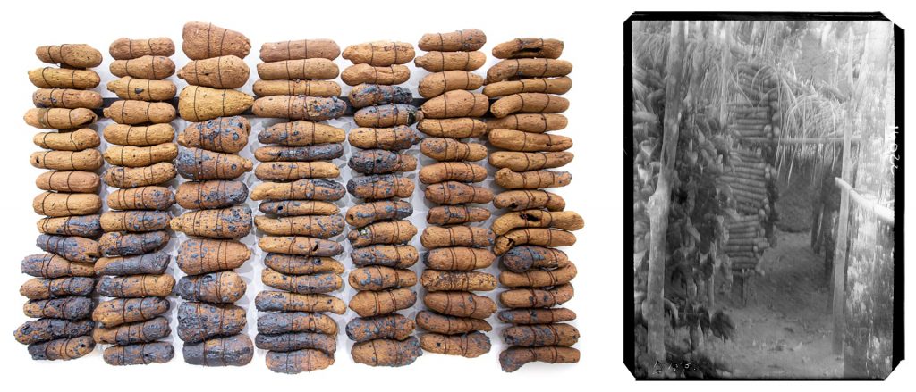 Ozioma Onuzulike, Seed Yams of Our Land and Northcote Thomas photograph of yams in stack