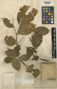 NWT Botanical Specimen, Memecylon normandii, Ezi, 1913