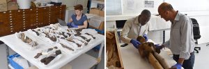 Katrina Dring, George Agbo and Paul Basu working with the Northcote Thomas collection, Cambridge Museum of Archaeology and Anthropology