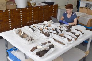 Katrina Dring, Collections Assistant, working with the Northcote Thomas collection, Cambridge Museum of Archaeology and Anthropology